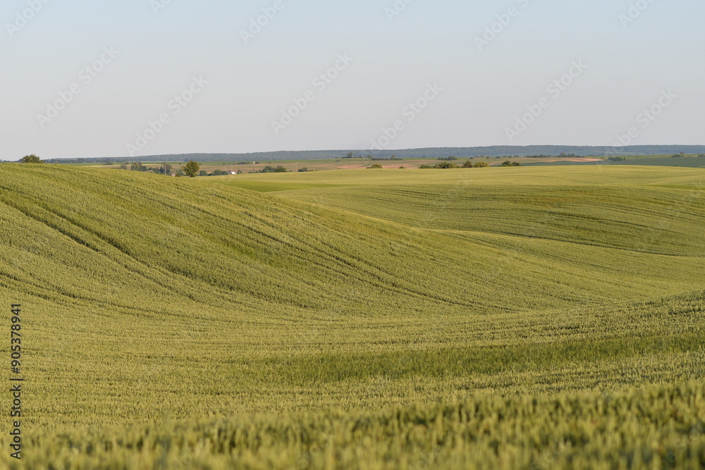 Green field of growing wheat in summer. Selective focus. Copy space. Green field of growing wheat in summer. Selective focus. Copy space.