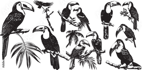 Toucan set illustration ink sketch