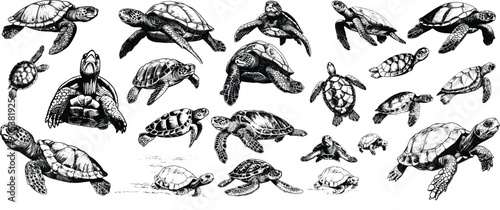 Wallpaper Mural Turtle set illustration ink sketch Torontodigital.ca
