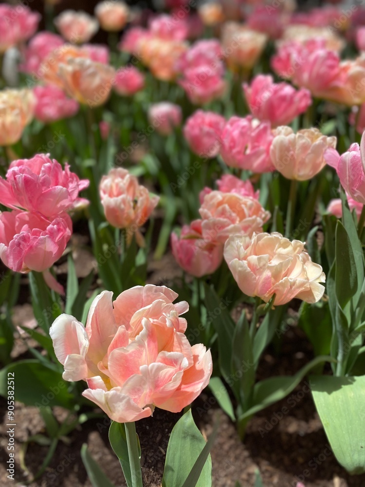 Tulips Tulips