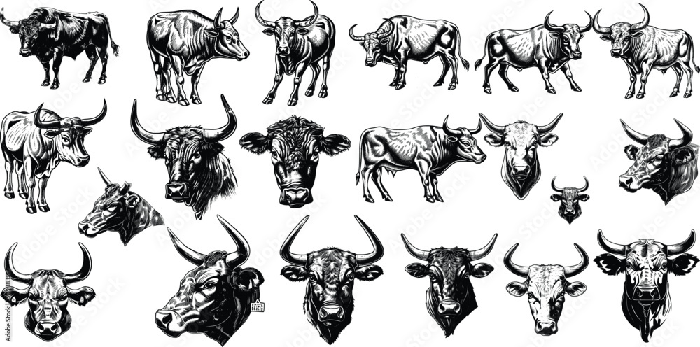 Bull set illustration ink sketch Bull set illustration ink sketch