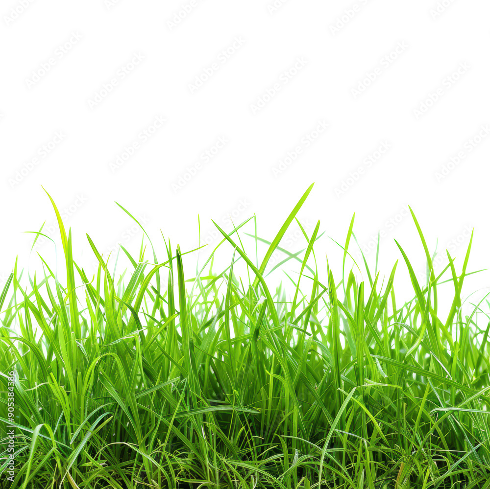 Fototapeta premium Green grass blades
