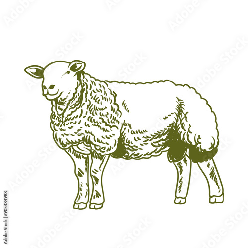 handdrawn texel sheep with separate white background
