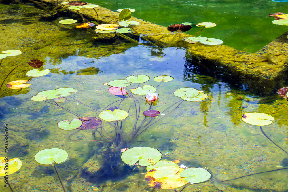 water lilies in the pond water lilies in the pond
