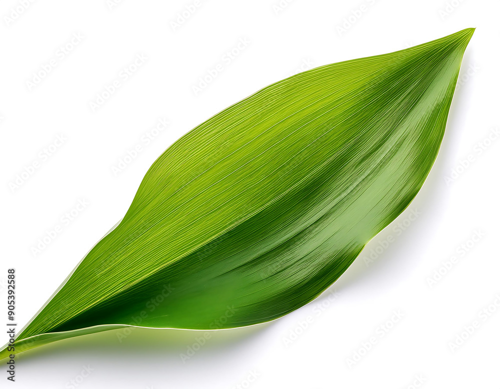 Lily of the Valley Leaf- Lily of the valley leaf isolated on white background, full depth o_1(79) Lily of the Valley Leaf- Lily of the valley leaf isolated on white background, full depth o_1(79)