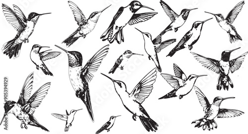 hummingbird set illustration ink sketch.Vintage engraving isolated hummingbird set illustration ink humming sketch.