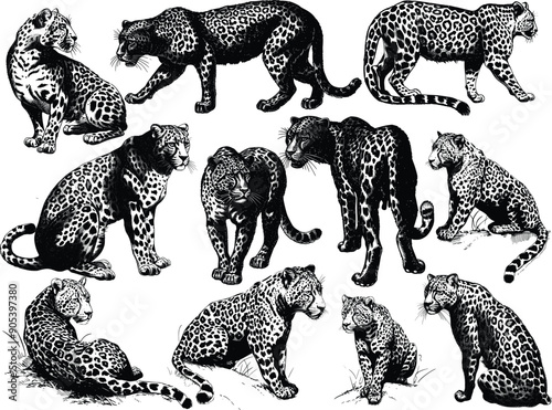 leopard set illustration ink sketch, Vintage engraving isolated leopard set panther illustration ink sketch