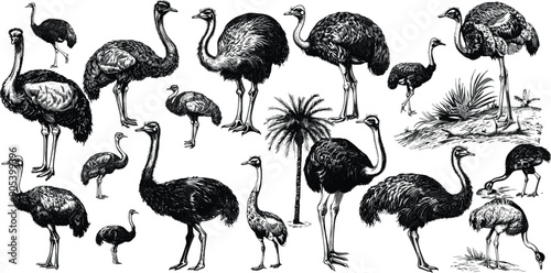 Ostrich set illustration ink sketch