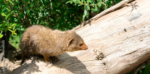 little gopher on a tree