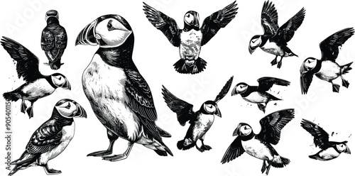  puffin set illustration ink sketch