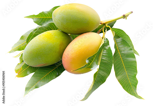 A branch of mango with leaves on white background photo