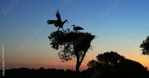 Two storks in nest at stunning dawn landscape, slow motion
