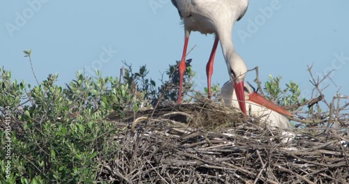 white stork building nest, close up