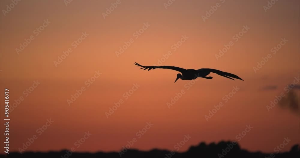 Stork shilouette flying at dawn, slow motion Stork shilouette flying at dawn, slow motion