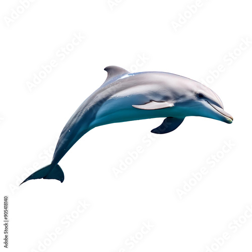 dolphin leaping isolated on transparent background photo