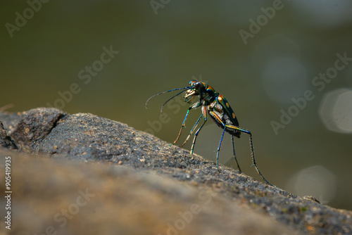 Blue-spotted tiger beetle or golden-spotted tiger beetle (Cicindela aurulenta) perching on a river rock, with natural river background photo