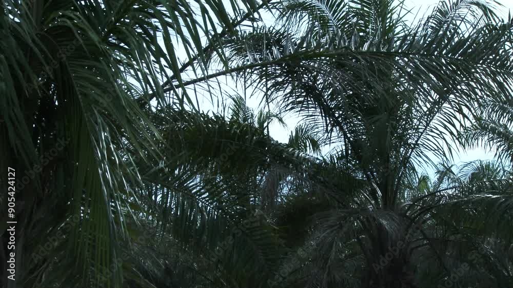 Paneo de palmeras donde encontramos ganado