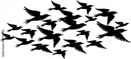 A group of birds flying in the sky