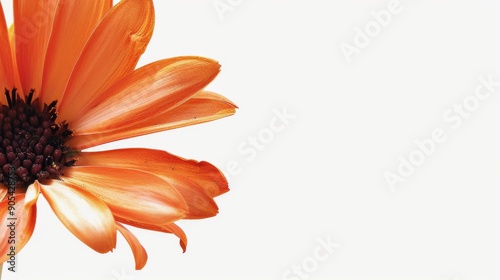 orange flower nature garden botany daisy bloom a blank white background