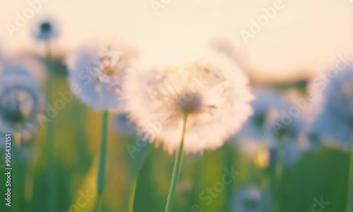 Ecology of beautiful white Dandelion Flowers in Various Habitats photo