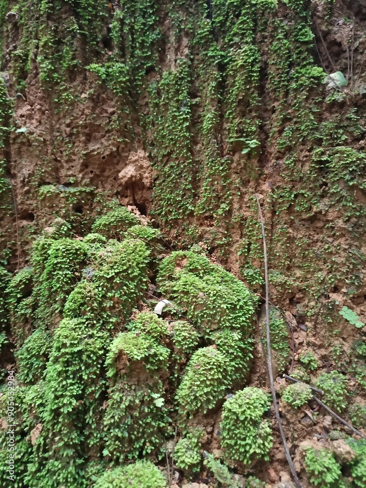 moss on the bark of tree moss on the bark of tree