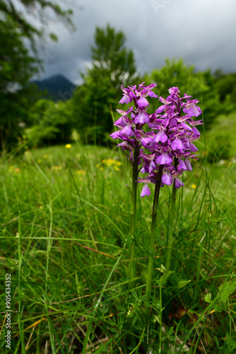 Green-winged orchid // Kleines Knabenkraut (Anacamptis morio) - Crkvice, Orjen-Gebirge, Montenegro photo