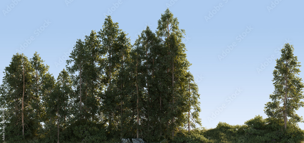Green Forest Trees Against Clear Blue Sky Green Forest Trees Against Clear Blue Sky