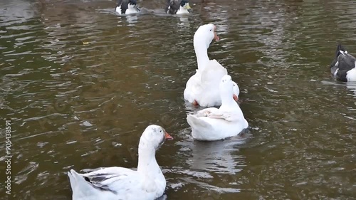 Portrait of an adult white goose on a cloudy autumn day. A large waterfowl against the background of a forest and a country pond.