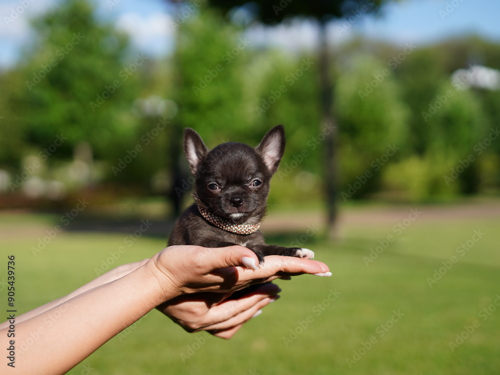 Adorable grey chihuahua puppy sitting on a lush green lawn Adorable grey chihuahua puppy sitting on a lush green lawn