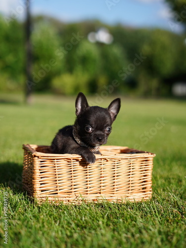 Adorable grey chihuahua puppy sitting in a wicker basket on a lush green lawn. Domestic pets