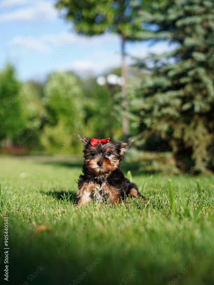 Yorkshire Terrier Puppy Sitting on Green Grass. Fluffy, cute dog Looks at the Camera. Domestic pets Yorkshire Terrier Puppy Sitting on Green Grass. Fluffy, cute dog Looks at the Camera. Domestic pets