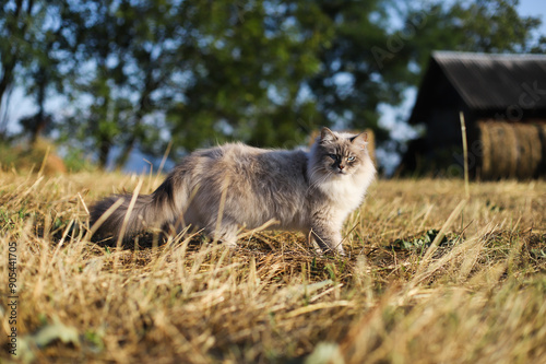 Foto A cat of the Neva Masquerade breed walks on dry yellow grass