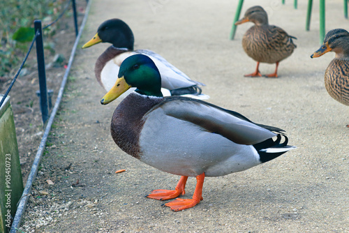 Patos en primer plano 