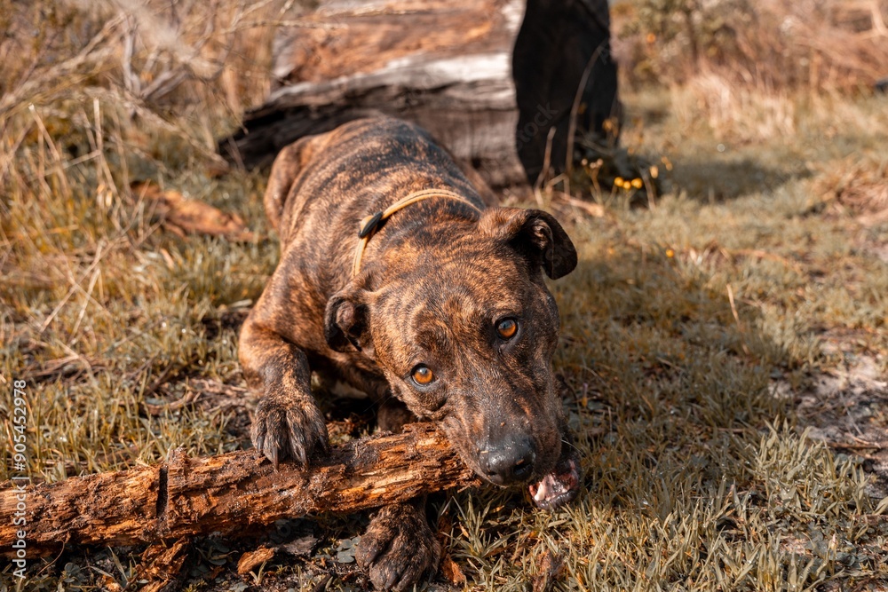 Fototapeta premium Pitbull chewing on a stick in a grassy outdoor area with a log in the background