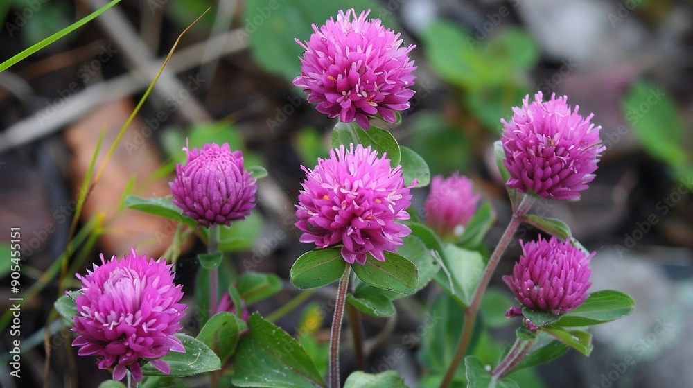 A sharp focus on a cluster of vibrant blossoms, framed by lush foliage in the foreground, while the background fades into soft blur A sharp focus on a cluster of vibrant blossoms, framed by lush foliage in the foreground, while the background fades into soft blur