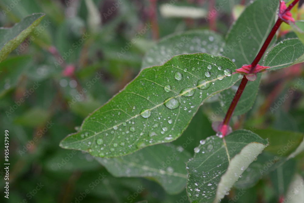 a leaf with water droplets on it and a red flower in the middle a leaf with water droplets on it and a red flower in the middle