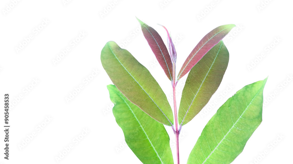 Obraz premium A cut-out of tree top leaves on a white background with clipping paths.