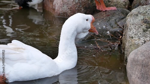 Portrait of an adult white goose on a cloudy autumn day. A large waterfowl against the background of a forest and a country pond.