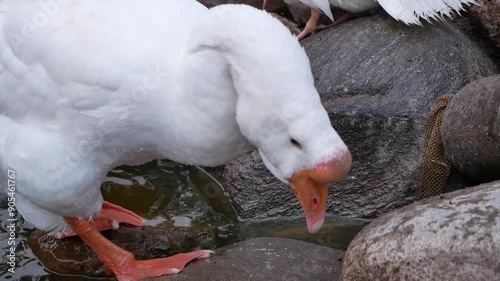 Portrait of an adult white goose on a cloudy autumn day. A large waterfowl against the background of a forest and a country pond.