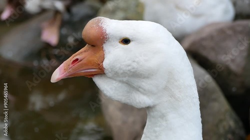 Portrait of an adult white goose on a cloudy autumn day. A large waterfowl against the background of a forest and a country pond.