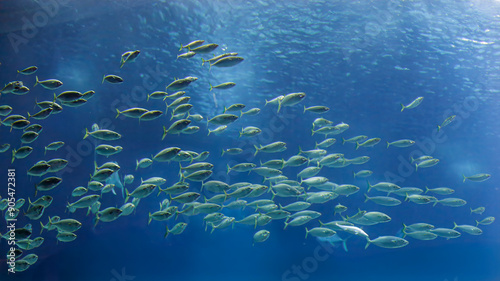 Ocean school of fishes