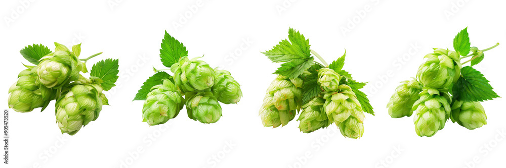 Set of green hop cones isolated on transparent png background Set of green hop cones isolated on transparent png background