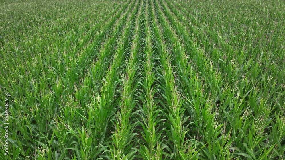 Smooth drone flight over corn field. Regular background pattern of rows in farmland. Countryside footage. Smooth drone flight over corn field. Regular background pattern of rows in farmland. Countryside footage.