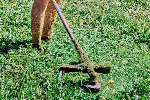 Lawn care expert aims rotating head of string trimmer at weeds. photo