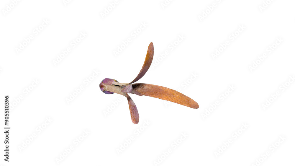 Obraz premium The winged of dipterocarpus seed