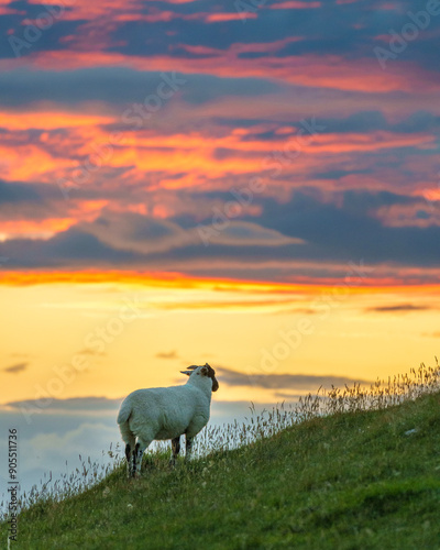 Lamb admiring the sunset