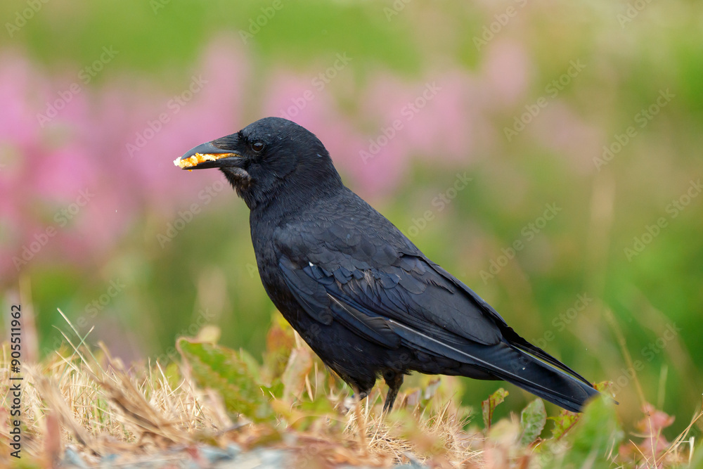 A black crow with food in its mouth in front of a green background.