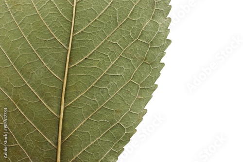 Dried cherry tree leaf close-up.