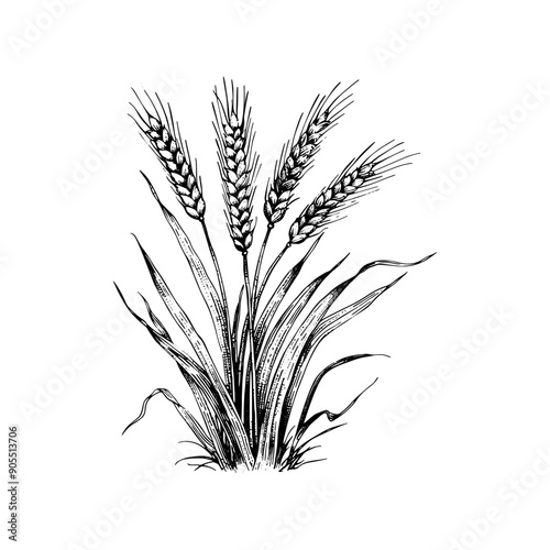 Hand drawn ink sketch. Barley vector illustrations engraving
