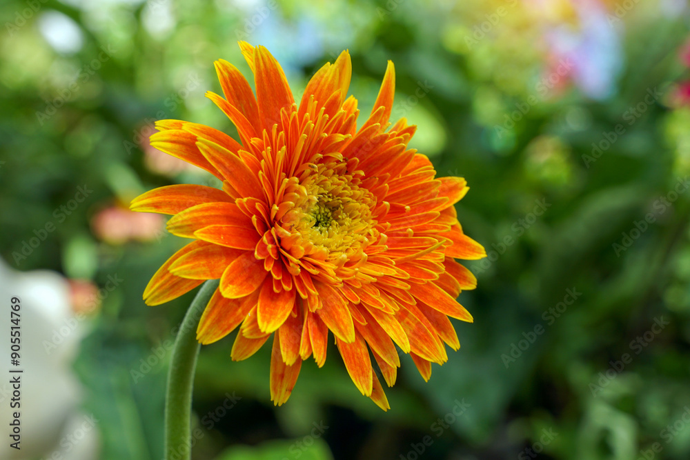 Bright orange Gerbera flowers planted in the garden are blooming beautifully. It is a cut flower plant that is highly popular in the market because of its bright colors and beautiful shape. Bright orange Gerbera flowers planted in the garden are blooming beautifully. It is a cut flower plant that is highly popular in the market because of its bright colors and beautiful shape.